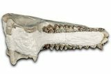 Fossil Oreodont (Merycoidodon) Mandible - South Dakota #355494-8